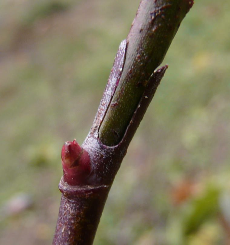 Вставленные черенки надо плотно привязать вверху и внизу шпагатом или липкой ПВХ лентой