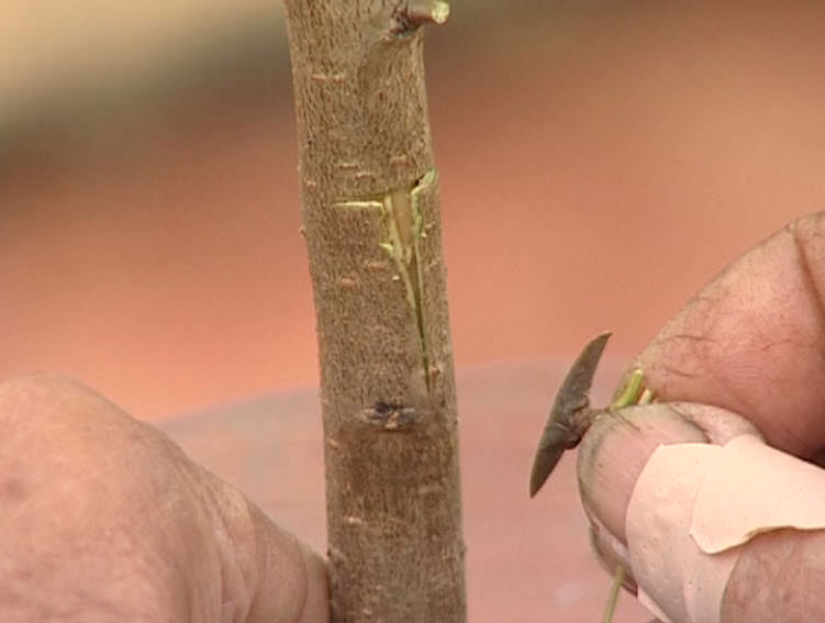 Перепрививать деревья в саду можно различными способами