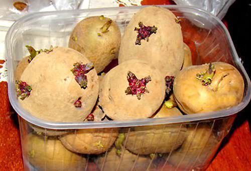 Важные процессы подготовки картофеля перед посадкой помогают не только тщательно перебрать посадочный материал и допустить на грядки только здоровые и сильные клубни, но и получить в результате своего труда великолепный урожай