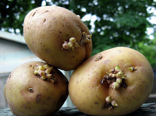 Заболевания клубней на свету проявляются, и такие клубни убираются из общего количества материала