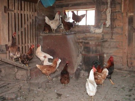 Выращивание домашней птицы на дачной территории достаточно популярно