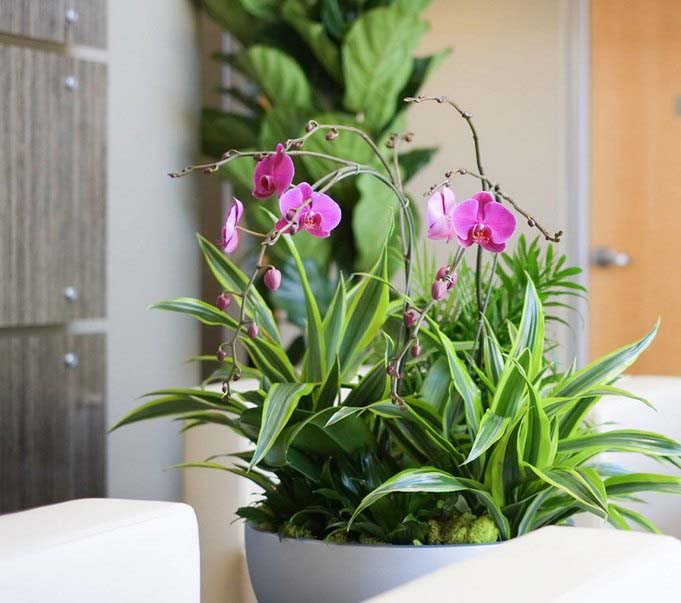 Орхидея по фэншуй считается источником комфорта и достатка