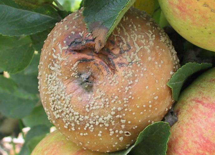 Плодовая гниль проявляется образованием пятен бурого цвета на созревающих яблоках