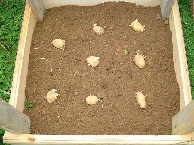 Следует подобрать оптимальные сроки посадки картофеля «Банба»