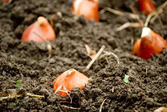 Посадка луковиц осуществляется в осенний период