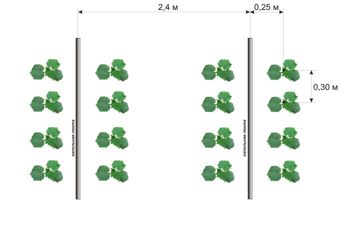 Посадка огурцов в теплицу производится в мае