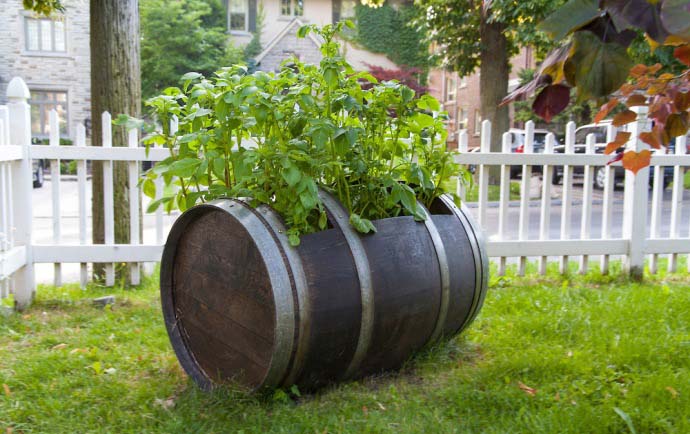 Картофельные посадки в бочке крайне редко поражаются вредителями и заболеваниями