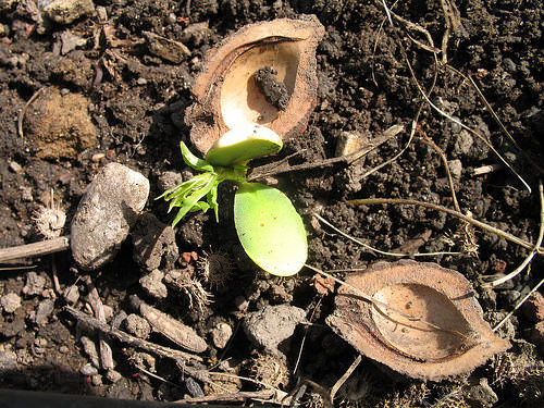 Участок, где проводится посадка персика, должен быть солнечным, без сквозняков