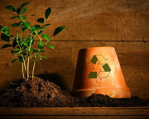 В первую очередь, опилки являются качественной мульчей, причем не только в саду или на огороде, но также для декоративных и даже домашних растений