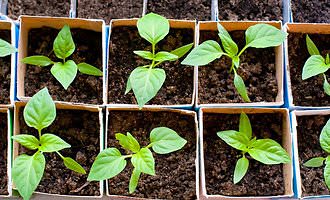 Рассада перца, почему скручиваются листья