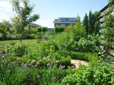 Растения для увеличения территории участка