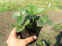 Правильная агротехника земляники – основной фактор положительного результата