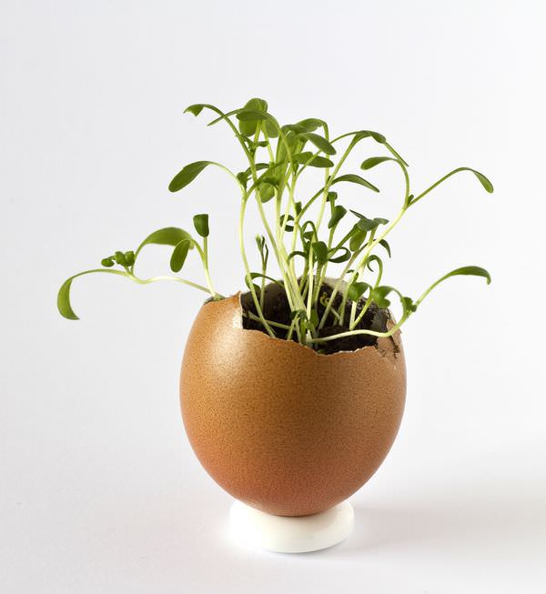 В яичной скорлупе можно вырастить рассаду кабачков, огурцов, тыквы и перца