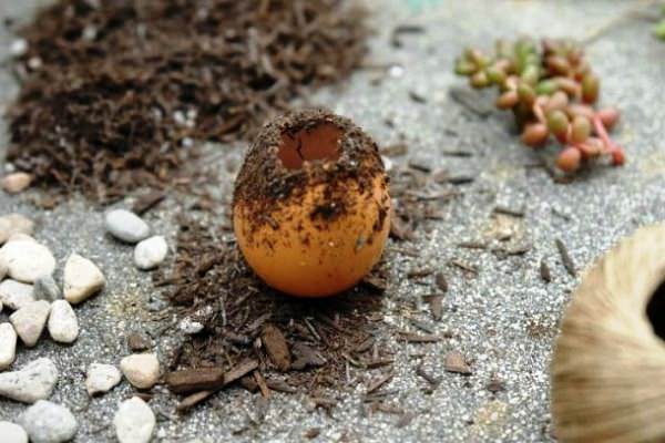 Для получения хорошей рассады скорлупу следует наполнить качественным грунтом