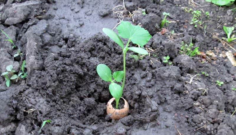 Во время наступления теплых дней и ночей рассада высаживается в скорлупе в открытый грунт