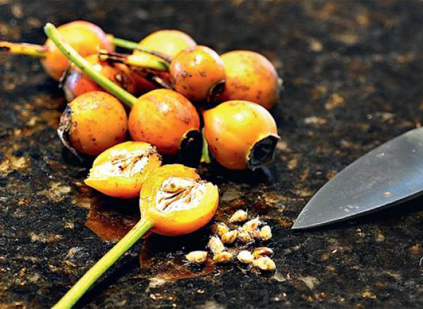 Хорошо размножаются семенами миниатюрные розы