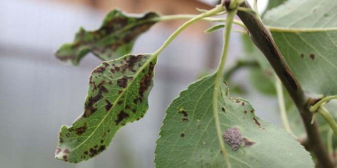 Три раза за сезон грушу «Лель» следует опрыскивать от поражения тлей