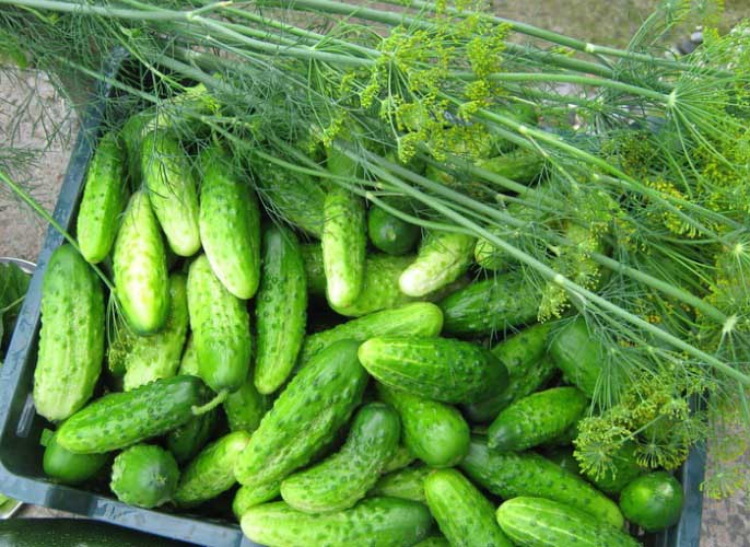 Собранный урожай огурца «Нежинский» предназначен как для свежего потребления, так и для консервирования