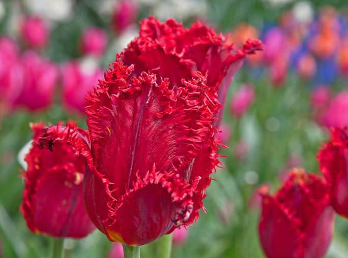 Как вырастить тюльпаны в теплице к 8 марта: условия выгонки