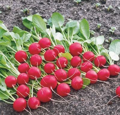 Посадка происходит рядами или удобной для вас формой грядки, но для получения хорошего урожая обязательно следует соблюдать схему