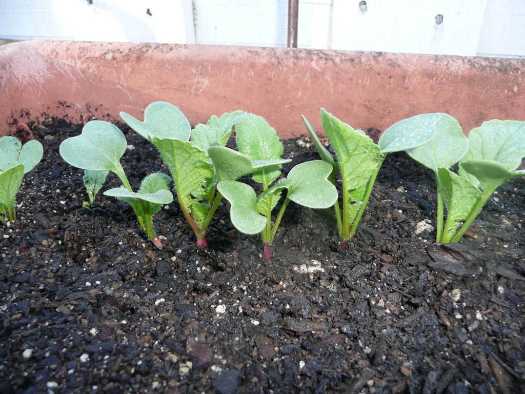 Полив редиса в теплице–- очень важный момент, так как именно количество влаги, потребляемой культурой, и регулирует вкус плода