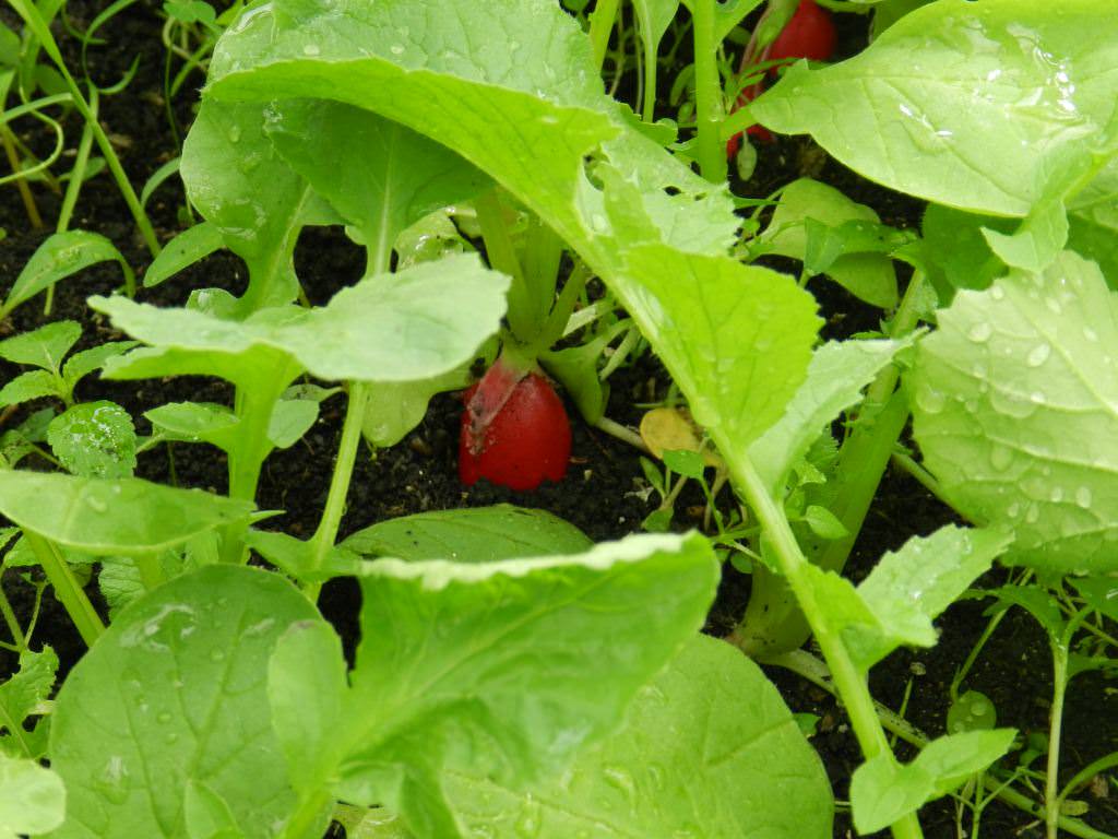 Не все сорта редиса одинаково хорошо реагируют на посадку зимой, хотя практически любому из них можно создать необходимые для роста и развития условия