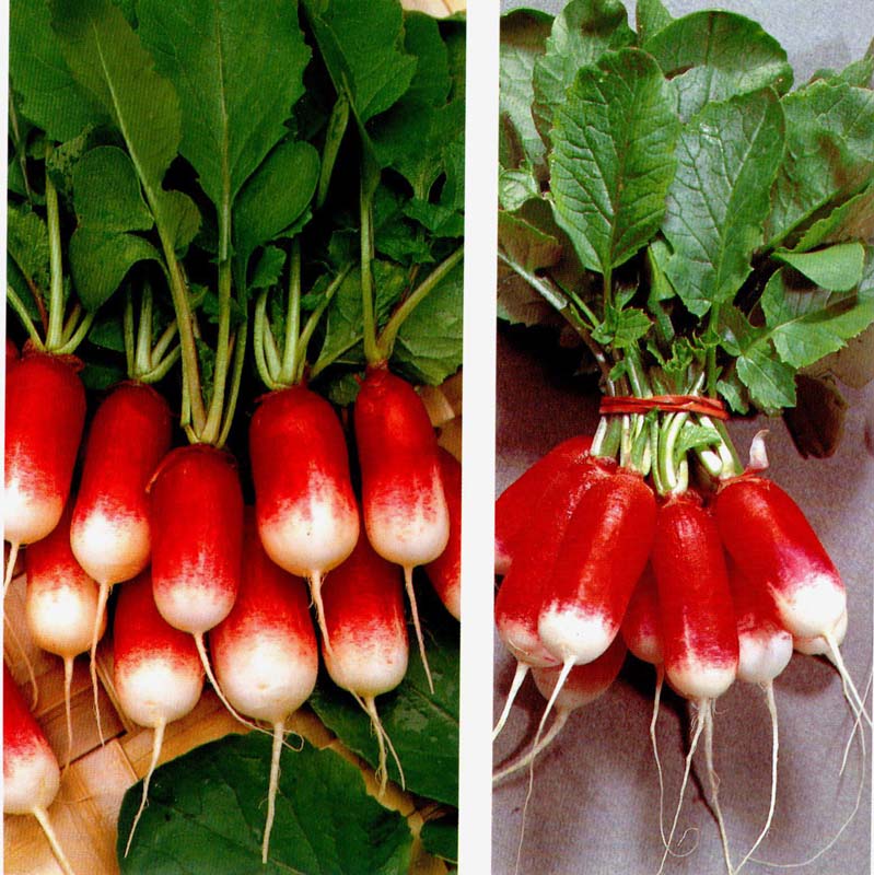 Редис является холодостойкой культурой, но вырастить его зимой в условиях открытого грунта, естественно, не получится