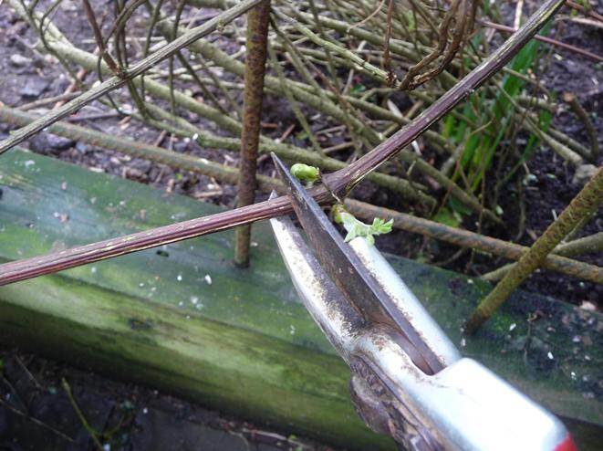 Специалисты рекомендуют производить обрезку клематиса осенью 