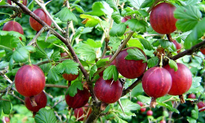 Сорт «Колобок» практически не имеет шипов