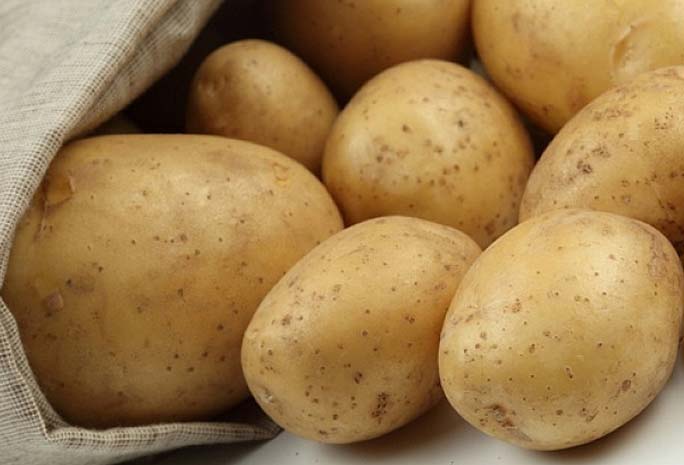 Сорт «Башкирский» неприхотлив и при правильной агротехнике формирует высокий урожай