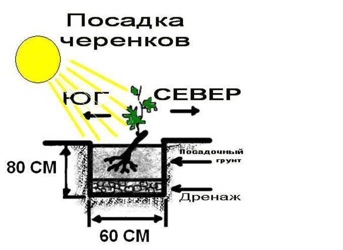 Под посадку винограда «Юкка» следует отвести наиболее солнечное и не затеняемое садовыми насаждениями место