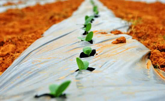 Огурцы «Зозуля-f1» рекомендуются для культивирования в защищённом грунте с использованием весенних плёночных укрытий