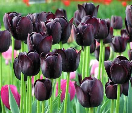 Такие разные тюльпаны