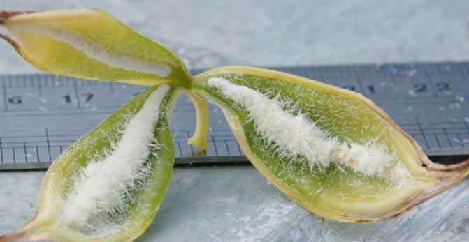 Семена орхидеи меньше семени пшеницы в пятнадцать тысяч раз, и их сложно рассмотреть даже на фотографиях