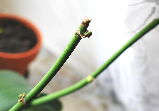 Если цветонос у орхидеи сохнет или уже засох, то его следует аккуратно обрезать