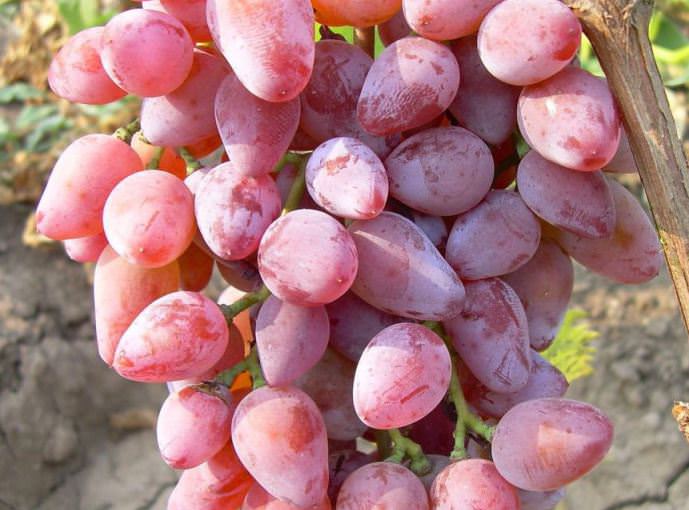 Ягоды сорта «Розовый Тимур» содержат больше сахара, чем гибридная форма «Белый Тимур»