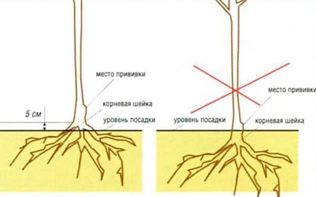 Яблони сорта «Слава победителям» могут быть высажены не только осенью, но и ранней весной
