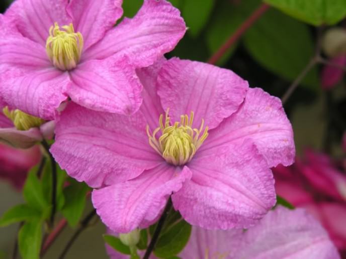 Клематисы: описание многообразия форм, сортов и цвета в Подмосковье