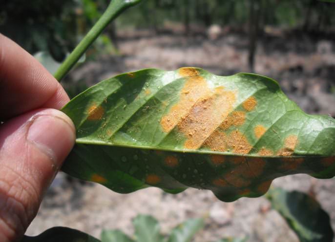 Ржавчина – грибковое поражение большинства косточковых и семечковых садовых деревьев
