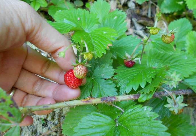 Альпийскую землянику можно собирать с мая до первого снега