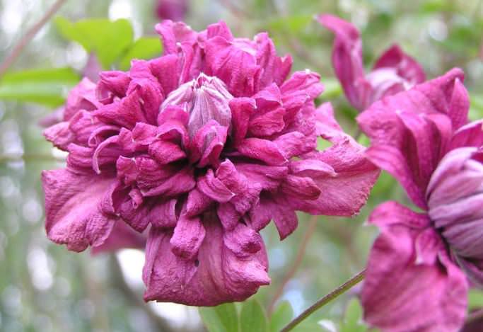 Клематис «Пурпуреа Плена Элеганс»