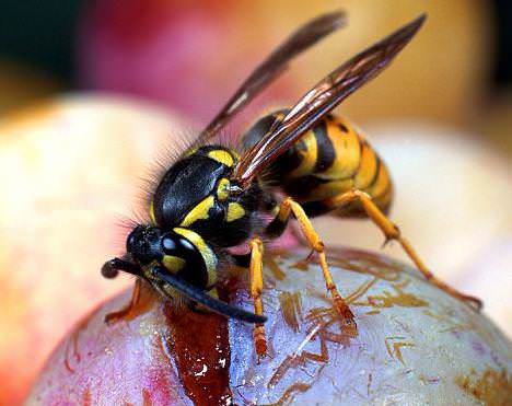 Обильные осадки часто провоцируют растрескивание ягод винограда «Русский ранний», что привлекает ос