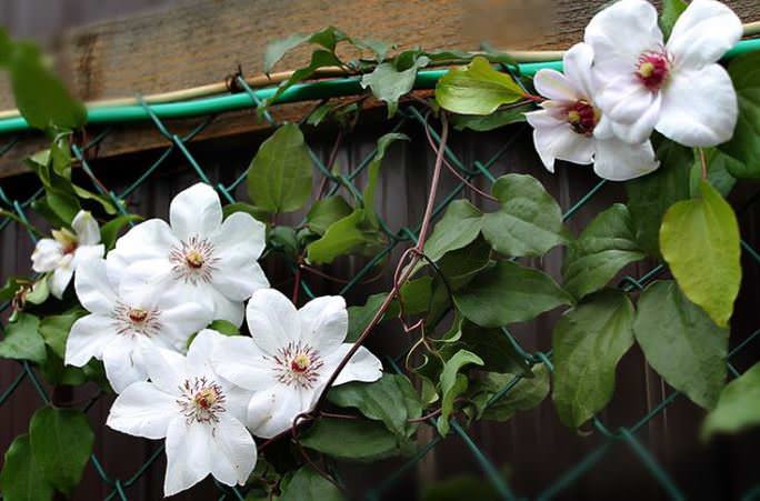 Клематисы нуждаются в особом внимании в осенний период