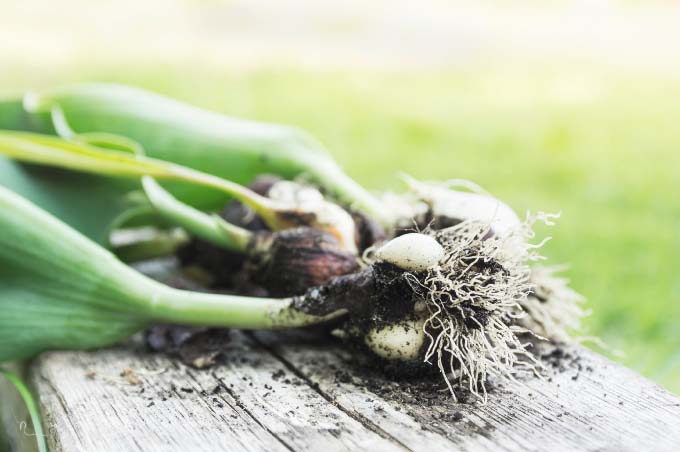 Если разведение тюльпанов идет в промышленных масштабах, луковицы выкапывают после цветения