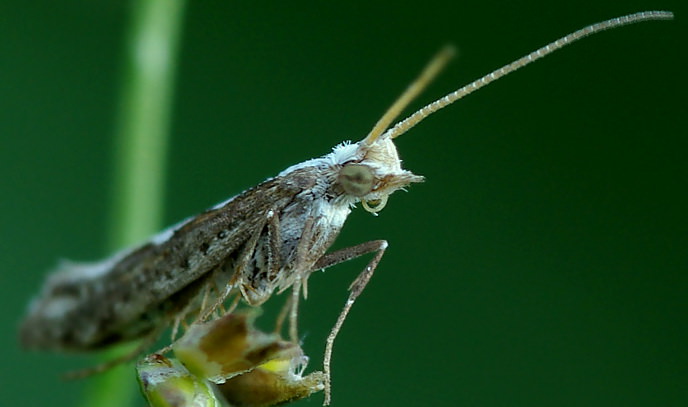 Капустная моль приводит к гибели молодую капусту из-за повреждения центральных розеток
