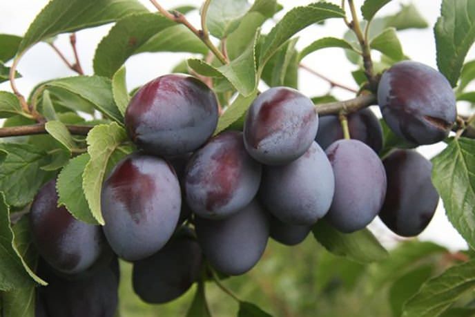 Сорт «Венгерка белорусская» пользуется чрезвычайной популярностью у садоводов