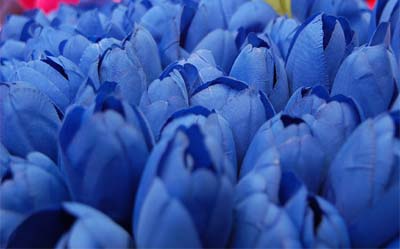 Такие разные тюльпаны