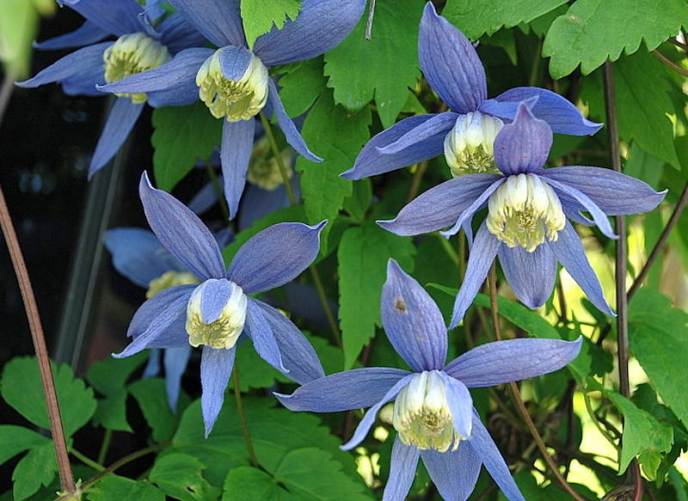 Клематис «Альпина» формирует цветки исключительно на прошлогодних побегах