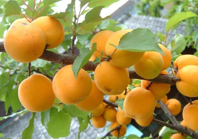 Раннеспелый сорт «Бадем-эрик» – ранний армянский сорт, устойчив к заморозкам