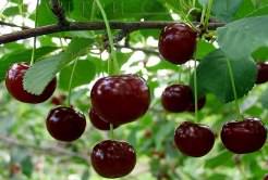 Вишня «Владимирская» активно культивируется в России